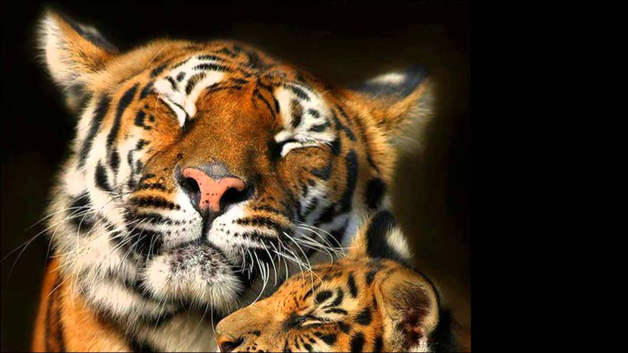 Best Animal Photos Of The Year YouTube