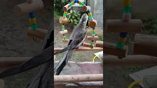 Calopsita no balanço...❤️#Passarinhos #PetFofo #MundoAnimal #CalopsitaBrasil #AmorPorCalopsitas 🐦❤️✨