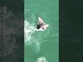 Spotted Eagle Ray Jumping in St Pete Florida. #animals #nature #florida #wildlife #ocean #tampa