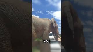 3 Biggest Animals Ever Caught On Camera