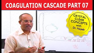 Coagulation Cascade | Part 7/12