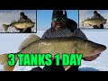 Ice fishing tank walleye  out with a bang