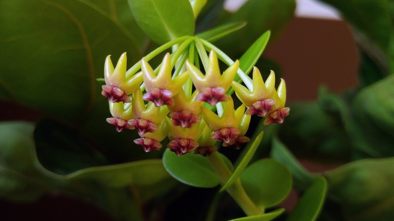 Hoya cumingiana in bloom - YouTube