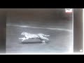 Cheetah racing a greyhound