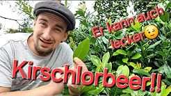 Kirschlorbeer / Jeder kennt den Strauch oder die Hecke, ABER......!!! (Wissen für's Leben) thumbnail