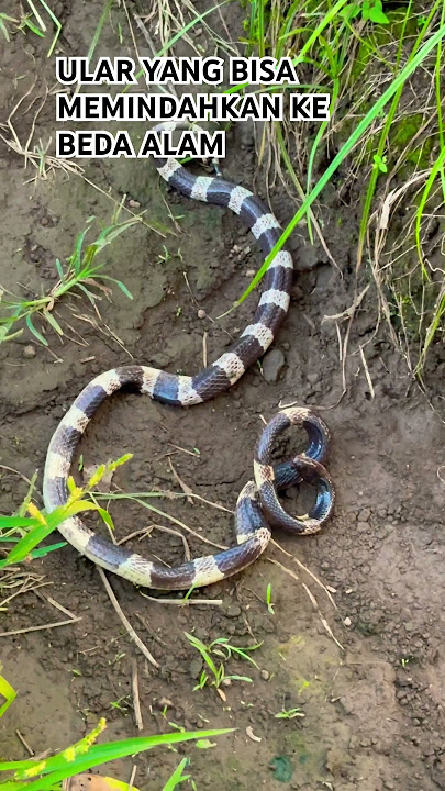 BE CAREFUL ‼️‼️ THIS SNAKE CAN TRANSFER US TO A DIFFERENT NATURE #youngfarmer #indonesianfarmer #fyp