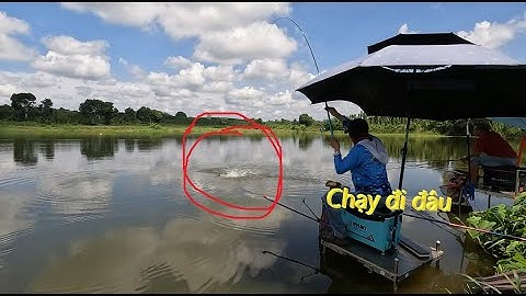 Bài Mồi Đơn Giản| Câu Cá Mè Bò | Đập Giao Thông