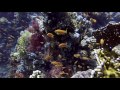 Sharm el sheikh  bdods diving trip