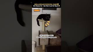 관상용 고양이란 이런 것 😹_    She Teases Me… But Won’t Let Me Touch 😹