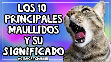 ¿Cómo se dice te quiero en maullido de gato?