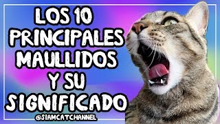 ¿Qué Te Quiere Decir Tu Gato? 10 Maullidos De Gatos y Su Significado   SiamCatChannel