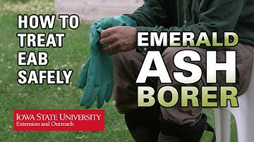 How to Treat EAB Safely