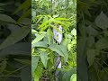 Healthy Peanut Vines