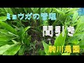 ミョウガの管理　間引き作業　駒川農園　23.6.9