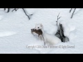 Long-tailed Weasel, Winter Phase with prey