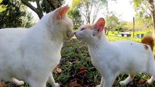 薄茶シロ猫と遊んでいたら、子猫が「僕も仲間に入れてよ~」と寄ってきた