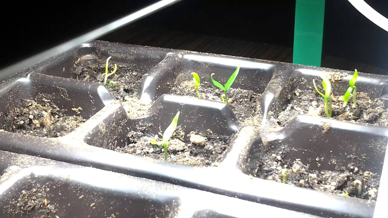 Jalapeno seeds sprouting YouTube