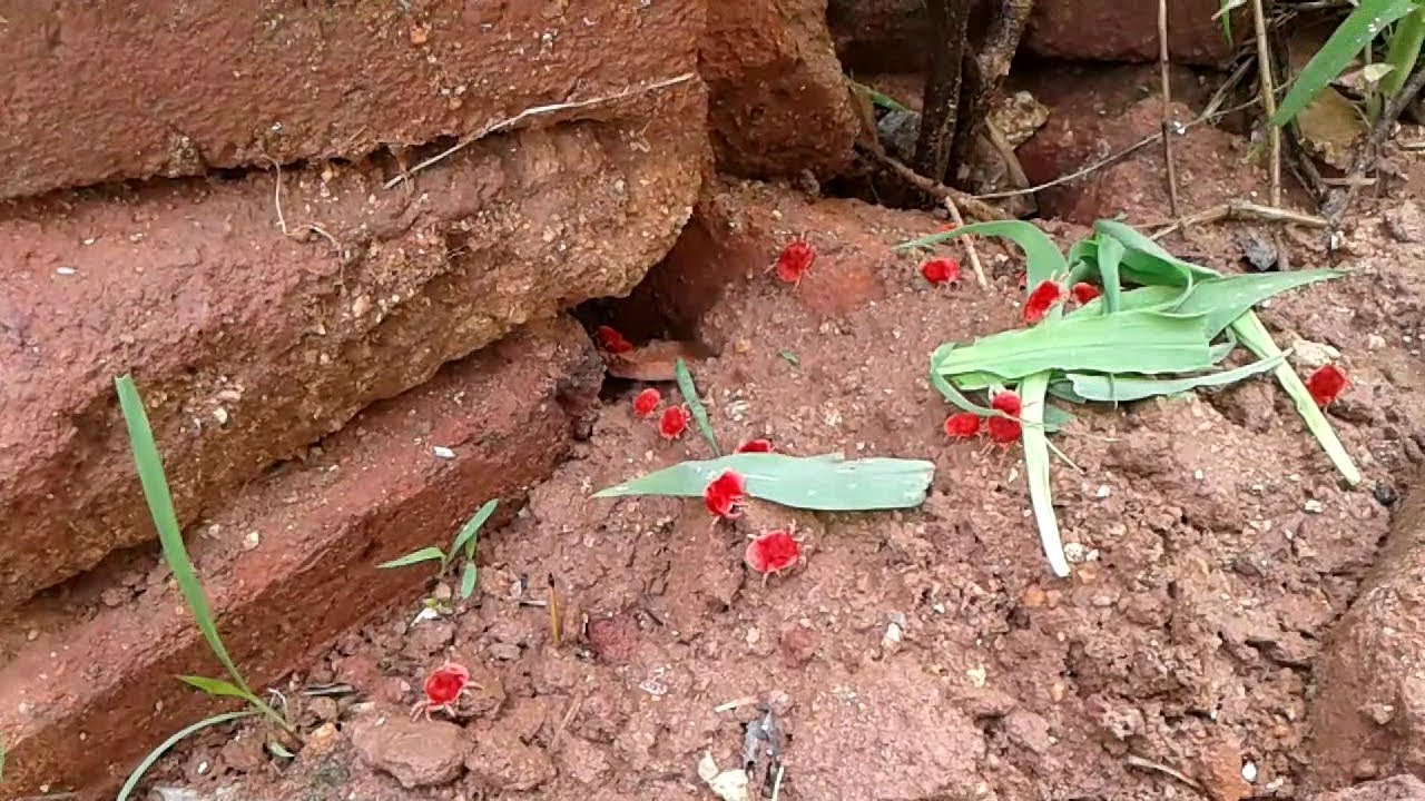 Red Velvet Mites Rain Bugs Trombidiidae Birba Boti Velvet Mite YouTube Red Velvet Mites Rain Bugs Trombidiidae Birba Boti Velvet Mite YouTube