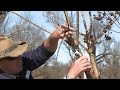 Pruning (Not Murdering) Crape Myrtle - Family Plot