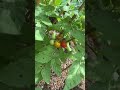Fake bird defense is working 🤣 #tomato