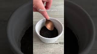 Easy 4-ingredient One Pot Oreo Cheesecake Recipe! screenshot 2