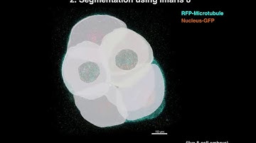Quantitative Single-cell Imaging of Living Pre-implantation Embryos Webinar