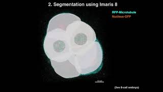 Quantitative Single-cell Imaging of Living Pre-implantation Embryos Webinar