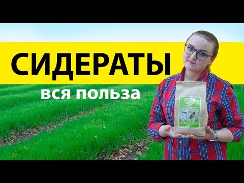 Сидераты. Богатый урожай без химии