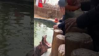 Feeding Hippopotamus Entertaining Short Animal Film Every Day Fun