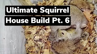 Ultimate Squirrel House Build Update Pt. 6| My Backyard Friends