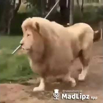 Video lucu singa ngomong saur saur 😂😂