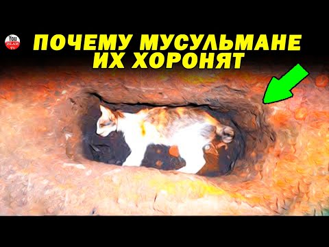 ПО ЭТОЙ ПРИЧИНЕ КОШЕК СЛЕДУЕТ ХОРОНИТЬ\\ НАСТОЯЩАЯ ПРИЧИНА ПО КОТОРОЙ ХОРОНЯТ ЖИВОТНЫХ