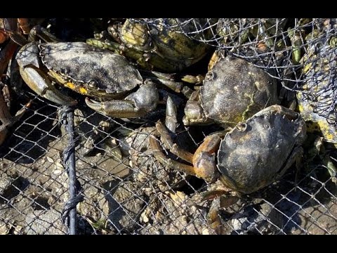 How to trap European green crabs using a modified minnow trap