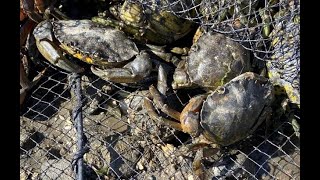 How to trap European green crabs using a modified minnow trap