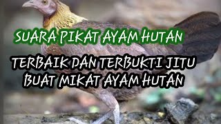 Suara Pikat Ayam Hutan Betina Minta Kawin