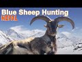 Blue Sheep Hunting In Nepal / 2017 (Chasse Bahral)