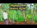 Sugarcane Cultivation | Karimbu Krishi Malayalam | Sugarcane Krishi | Sugarcane Farming In Malayalam