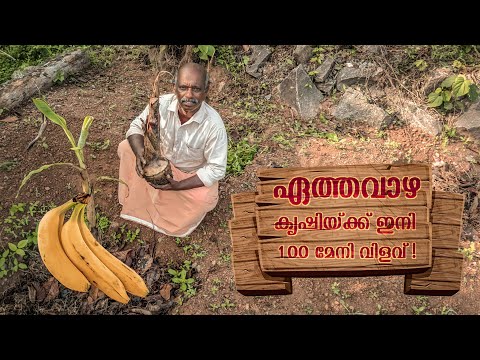 ഏത്തവാഴ കൃഷി ചെയ്യേണ്ട ശരിയായ രീതി | Ethavazha Krishi In Malayalam | Vazha Cultivation Tips