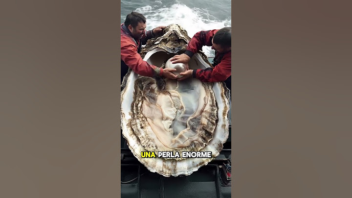 Estos pescadores capturan una ostra gigante con una ENORME PERLA 😱🦪