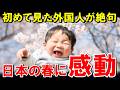 「日本だけズルい」初めて日本の桜を見た外国人が絶句…日本の春に世界中で嫉妬の嵐！【海外の反応】