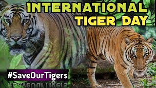 International Tiger Day 2021 |10 lines on International Tiger Day |Global Tiger Day |World Tiger Day