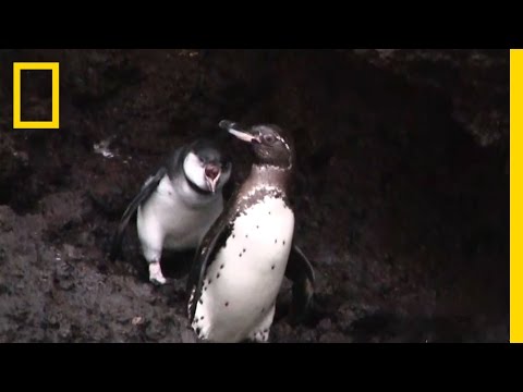 Mooch of the Penguins: Juvenile Won't Stop Begging Parent for Food | National Geographic Instructional Video