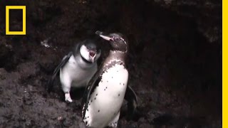 Mooch of the Penguins: Juvenile Won't Stop Begging Parent for Food | National Geographic