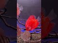 October 8, 2025 #fish #aquarium #aquariumfish #discus