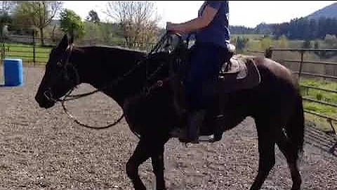 Rose Under Saddle Part 1
