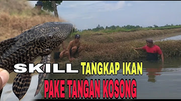 SKIL TANGKAP IKAN DENGAN TANGAN KOSONG ||TANGAN DEWA BERAKSI