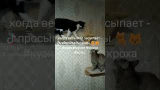 когда весь мир засыпает - просыпаемся мы 🐈🐱#кузя #мусяя #кроха #коты