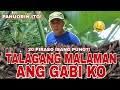 TAMA SA LAMAN ANG GABI KO | Biyaherong Batangueno