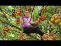Harvest Litchi Fruit Goes to market sell - Get grass for the fish to eat - Lý Thị Ca