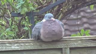 Peter the pigeon's 5 feathers being ruffled by the wind. by Boro Adventure 8,209 views 4 months ago 1 minute, 29 seconds